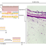 BMF bio In Vivo-Like Drug Response for Drug and Cosmetics Testing